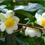 Camellia Sinensis – Green tea extract in Java Brain