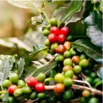  Chlorogenic Acid – Natural brain-boosting antioxidant