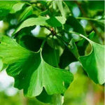 Ginkgo Biloba – Herbal memory enhancer in Java Brain
